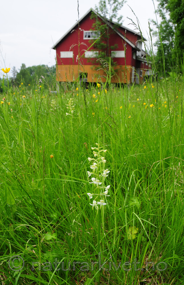 SR0_7353 / Platanthera montana / Grov nattfiol