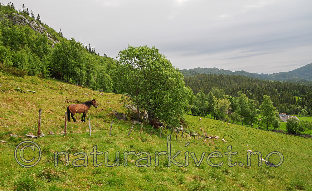 SR0_7396 / Equus caballus / Hest