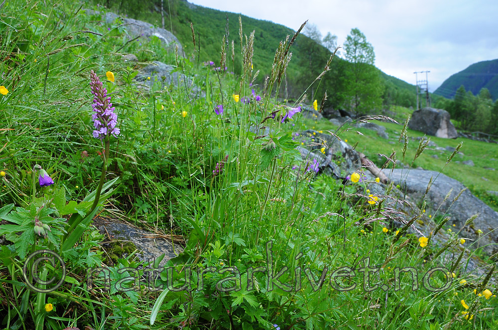 SR0_7434 / Gymnadenia conopsea / Brudespore