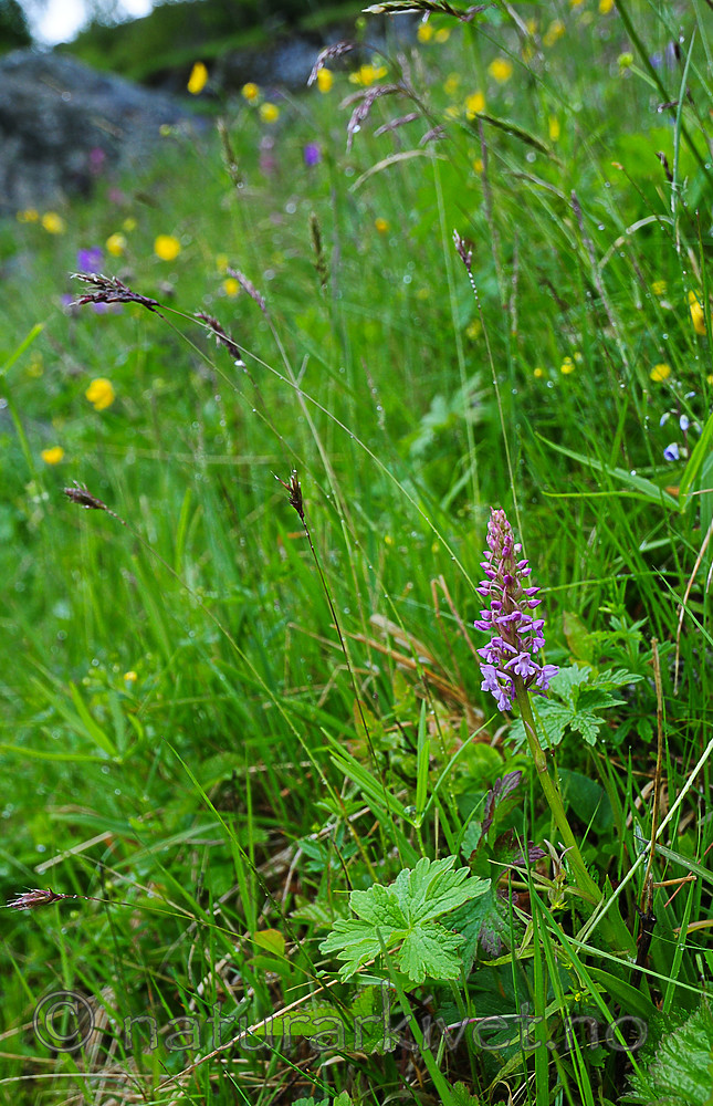 SR0_7439 / Gymnadenia conopsea / Brudespore