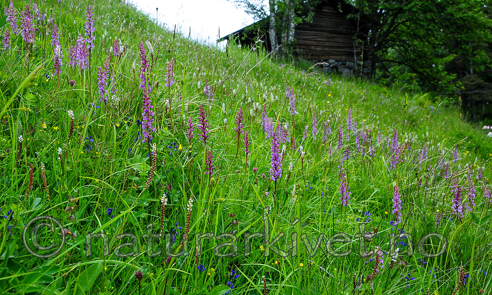 SR0_7541 / Gymnadenia conopsea / Brudespore