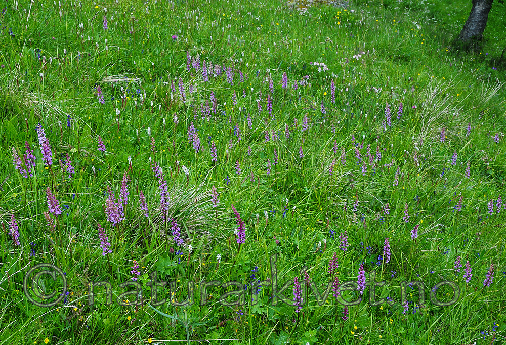 SR0_7549 / Gymnadenia conopsea / Brudespore