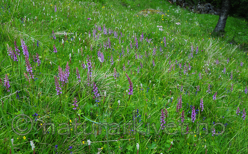 SR0_7551 / Gymnadenia conopsea / Brudespore