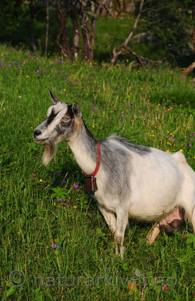 SR0_7686 / Capra hircus / Geit