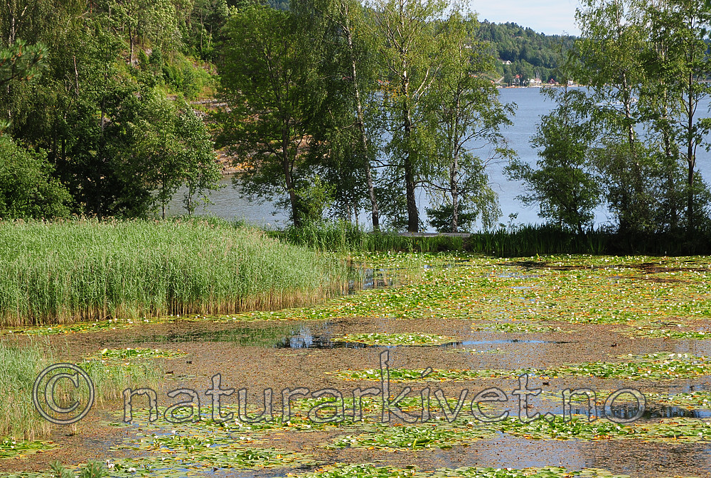 SR0_7743 / Nymphaea alba / Hvit nøkkerose <br /> Phragmites australis / Takrør