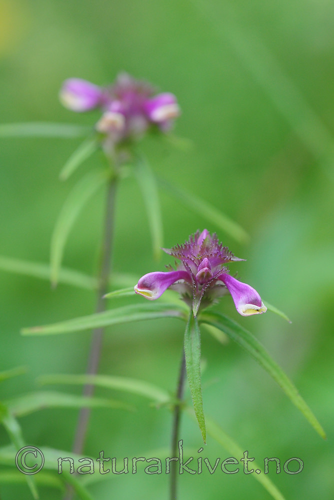 SR0_7792 / Melampyrum cristatum / Kammarimjelle