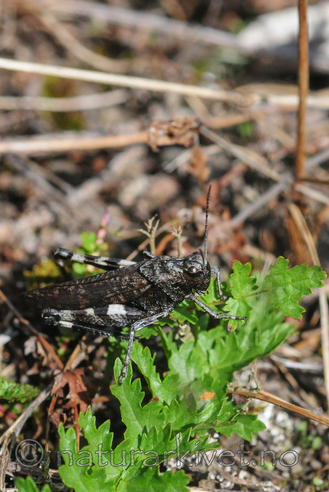 SR0_8127 / Psophus stridulus / Klapregresshoppe <br /> Triphragmium filipendulae / Knollmjødurtrust