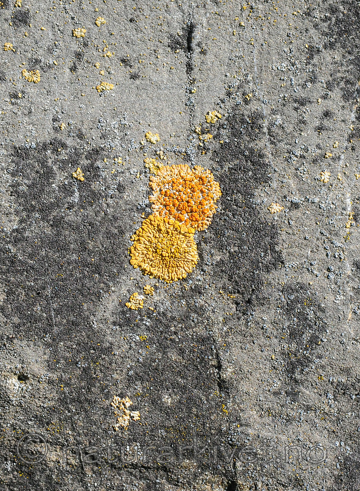 SR0_8198 / Calogaya decipiens