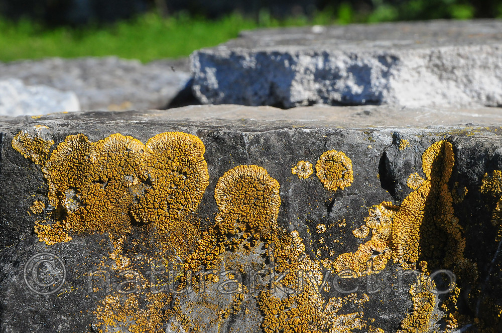 SR0_8201 / Calogaya decipiens