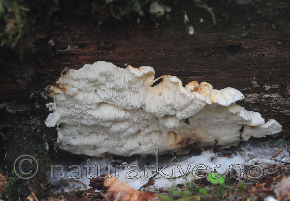 SR0_8684 / Spongiporus undosus / Bølgekjuke