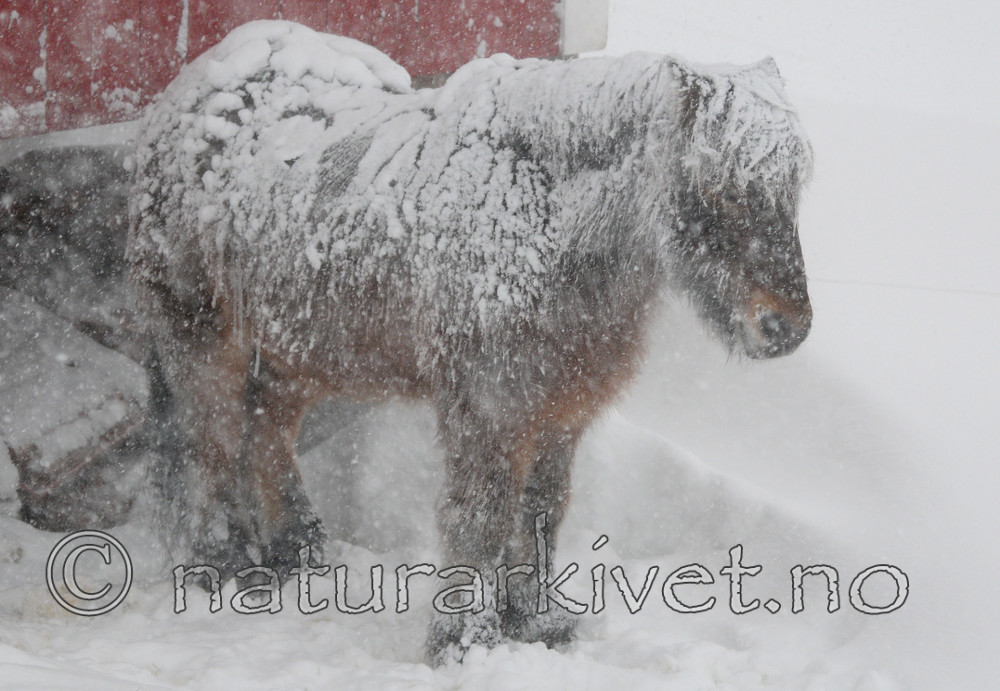 SR0_8937 / Equus caballus / Hest