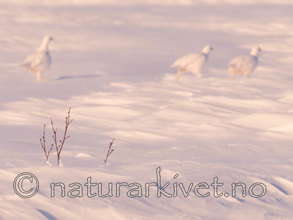 Sir0073-2 / Lagopus lagopus / Lirype