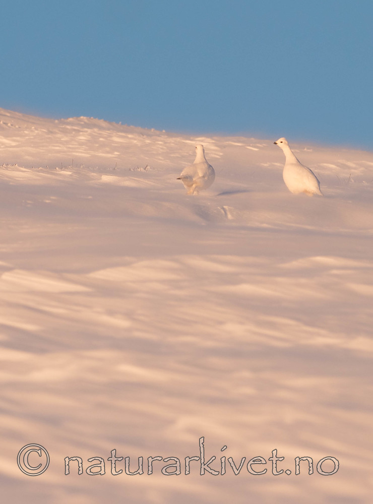 Sir0080-2 / Lagopus lagopus / Lirype