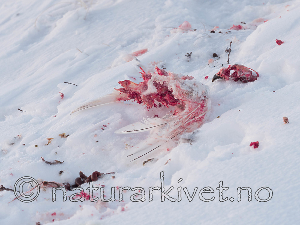 Sir0099-2 / Lagopus lagopus / Lirype