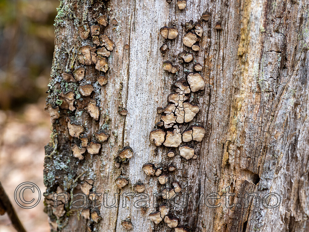 _4140250 / Xylobolus frustulatus / Ruteskorpe