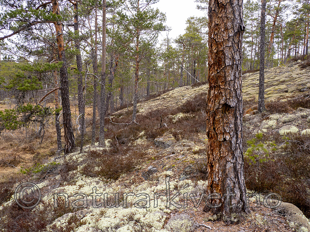 _4230055 / Nothorhina muricata