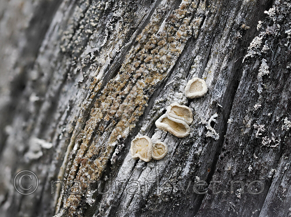 _4230122 / Ochrolechia pseudopallescens