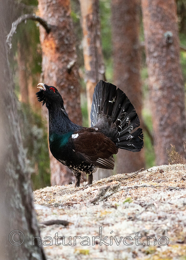 _4235455 / Tetrao urogallus / Storfugl