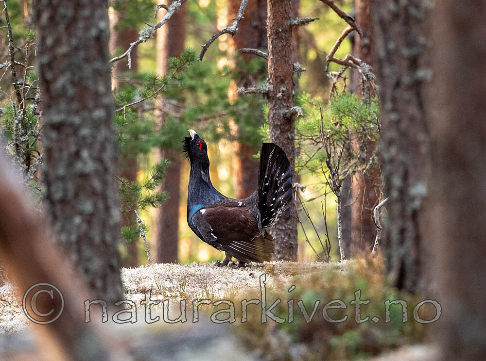 _4235466 / Tetrao urogallus / Storfugl