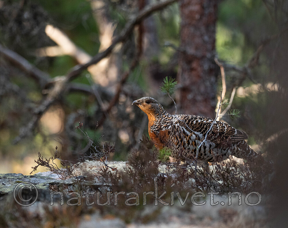 _4235494 / Tetrao urogallus / Storfugl