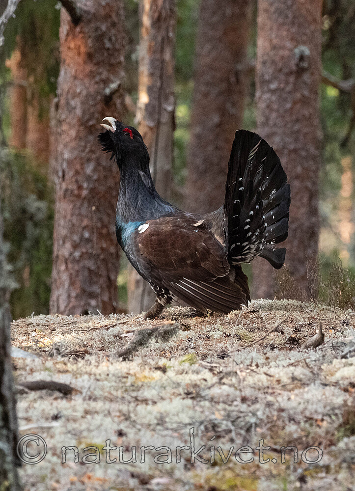 _4235512 / Tetrao urogallus / Storfugl