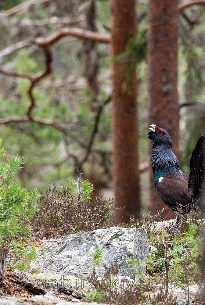 _4235526 / Tetrao urogallus / Storfugl