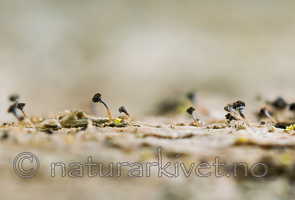 _4240048_1 / Chaenotheca cinerea / Huldrenål