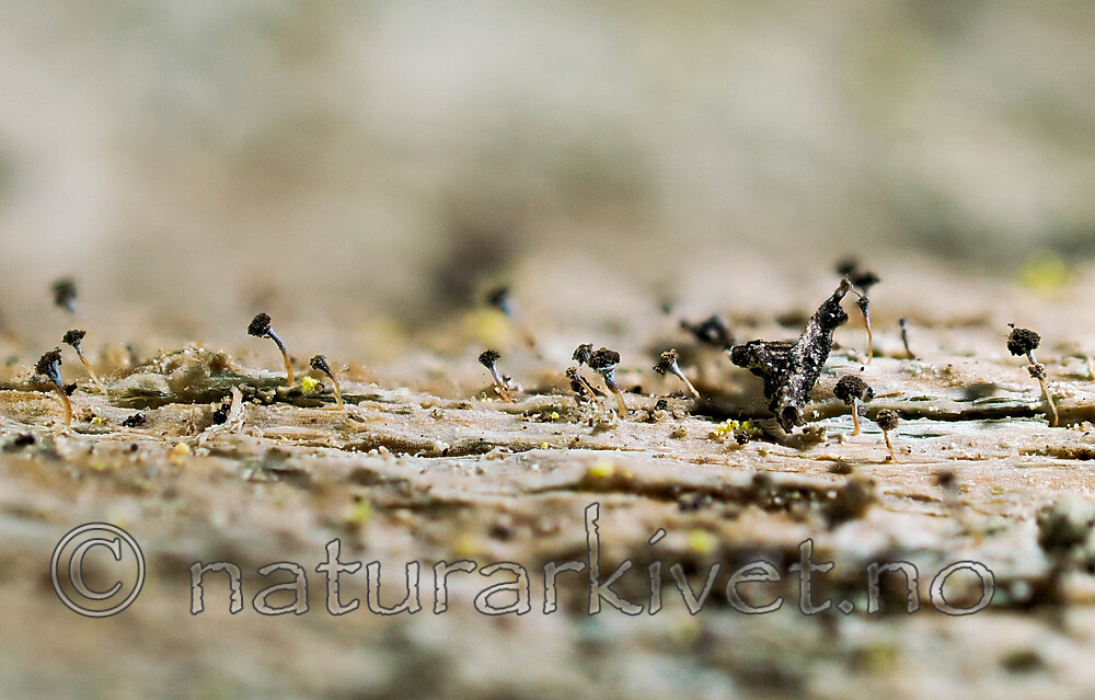 _4240064 / Chaenotheca cinerea / Huldrenål