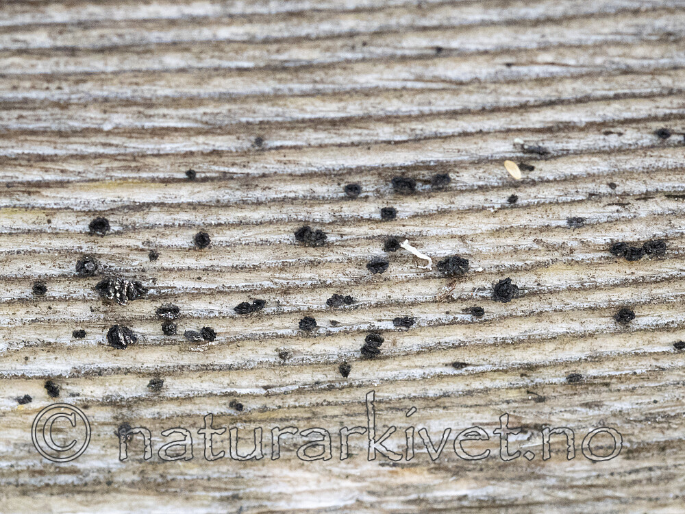 _5050106 / Elixia flexella