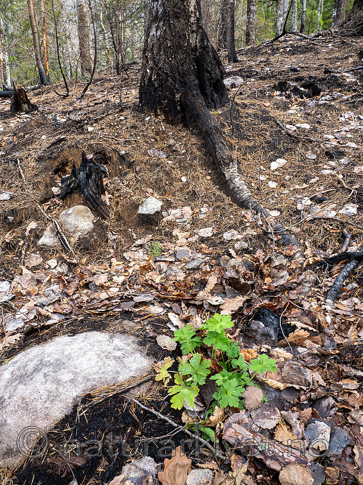 _5100209 / Geranium bohemicum / Bråtestorkenebb