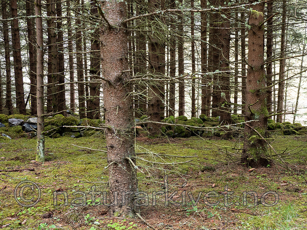 _5115868 / Picea abies / Gran