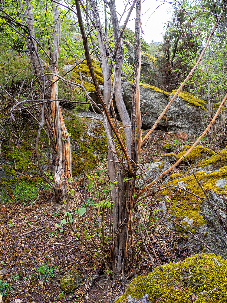 _5116047 / Ulmus glabra / Alm