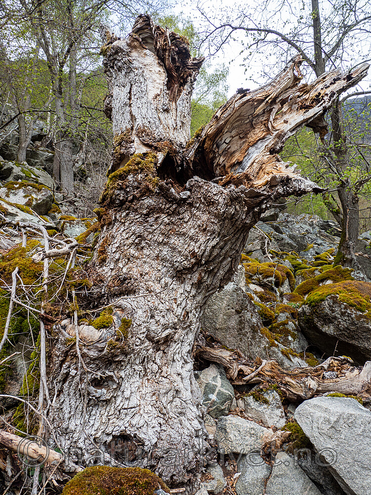 _5126170 / Ulmus glabra / Alm