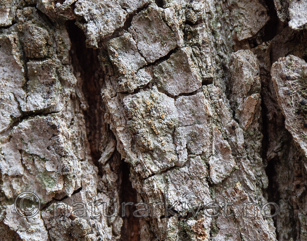 _5126179 / Gyalecta derivata
