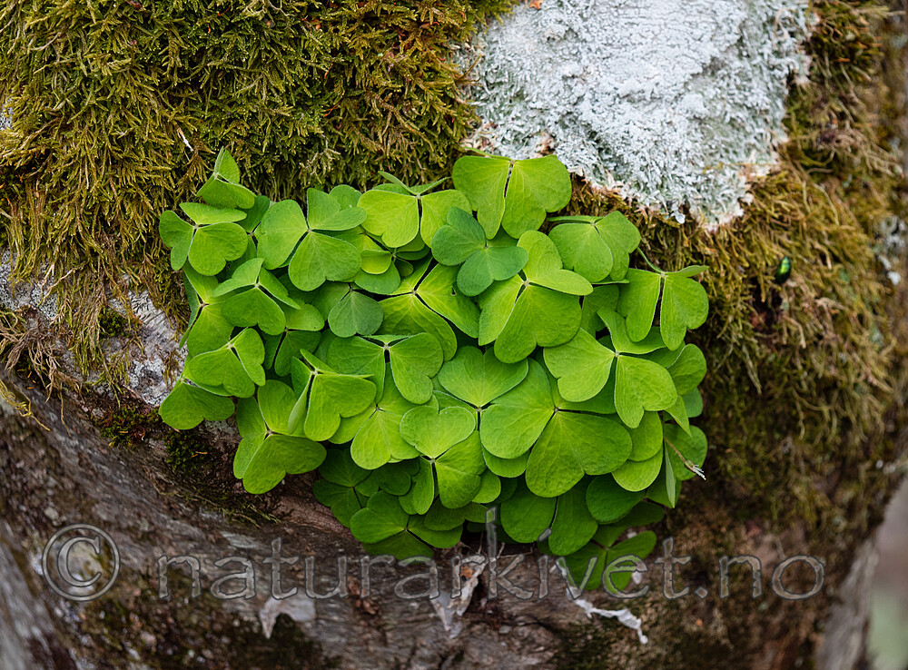 _5126449 / Oxalis acetosella / Gjøkesyre