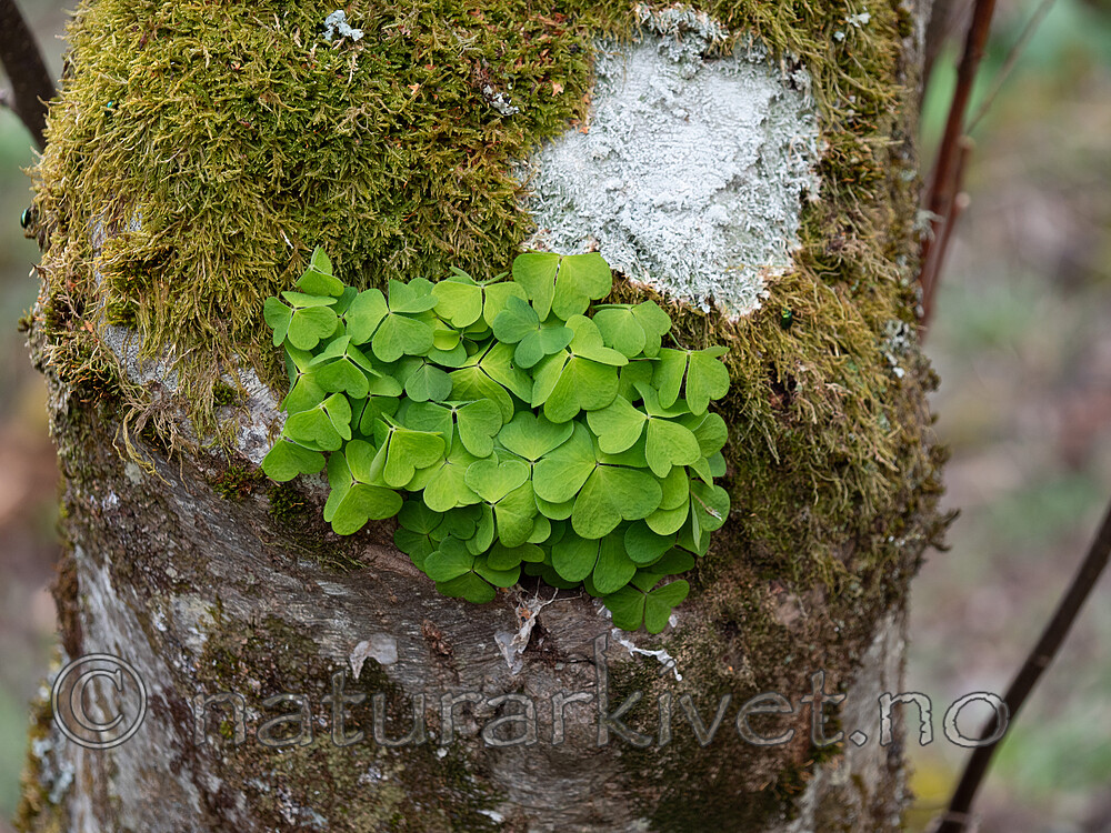 _5126451 / Oxalis acetosella / Gjøkesyre