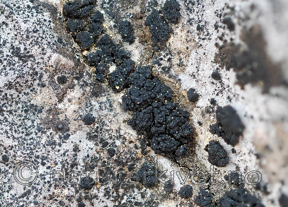 _5140247 / Lempholemma botryosum