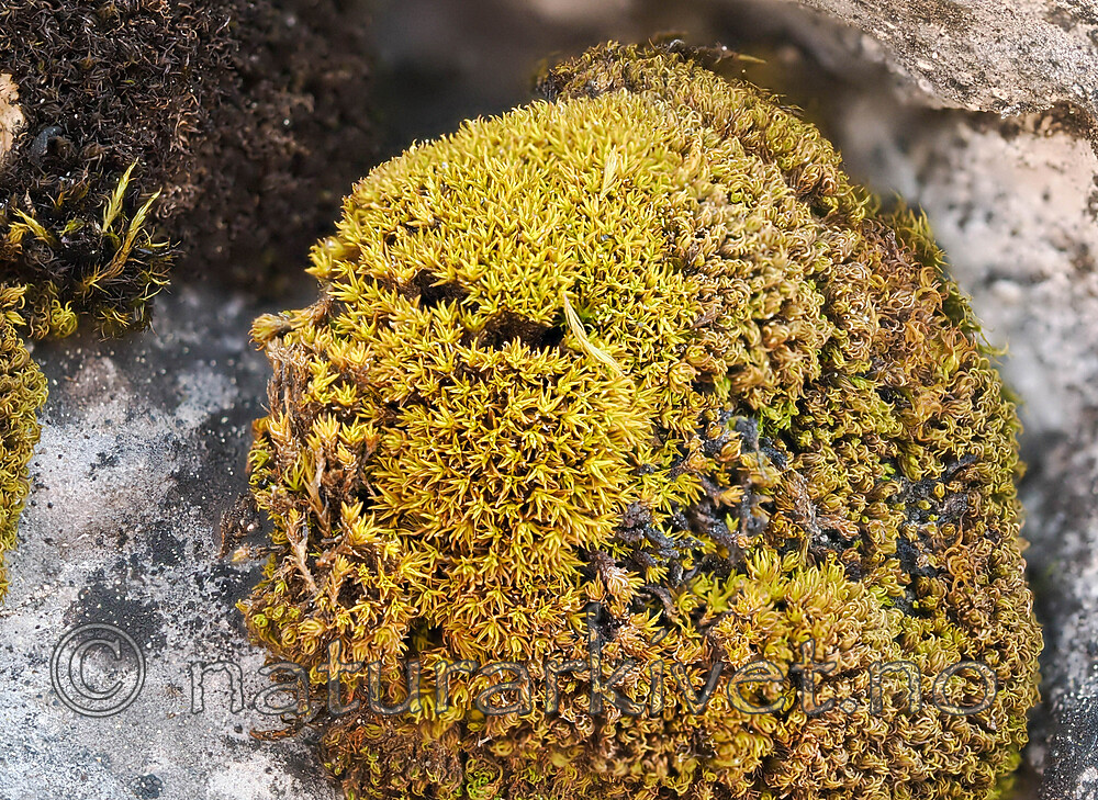 _5140295 / Trichostomum crispulum / Kalksvamose