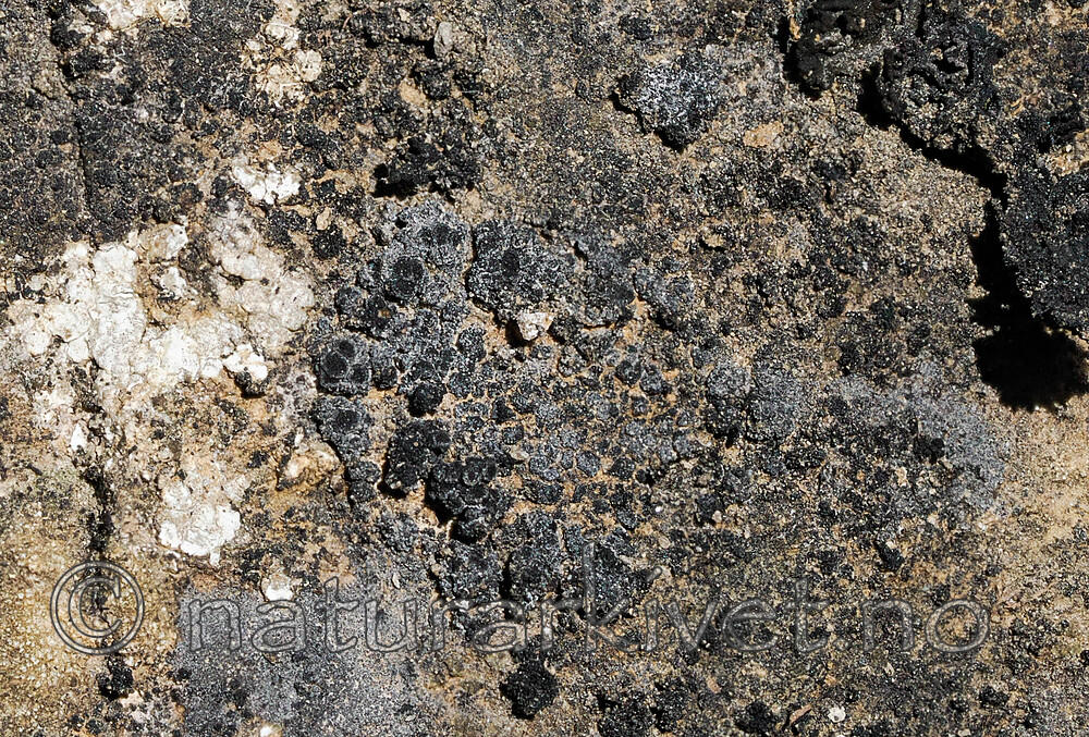 _5140672 / Metamelanea caesiella