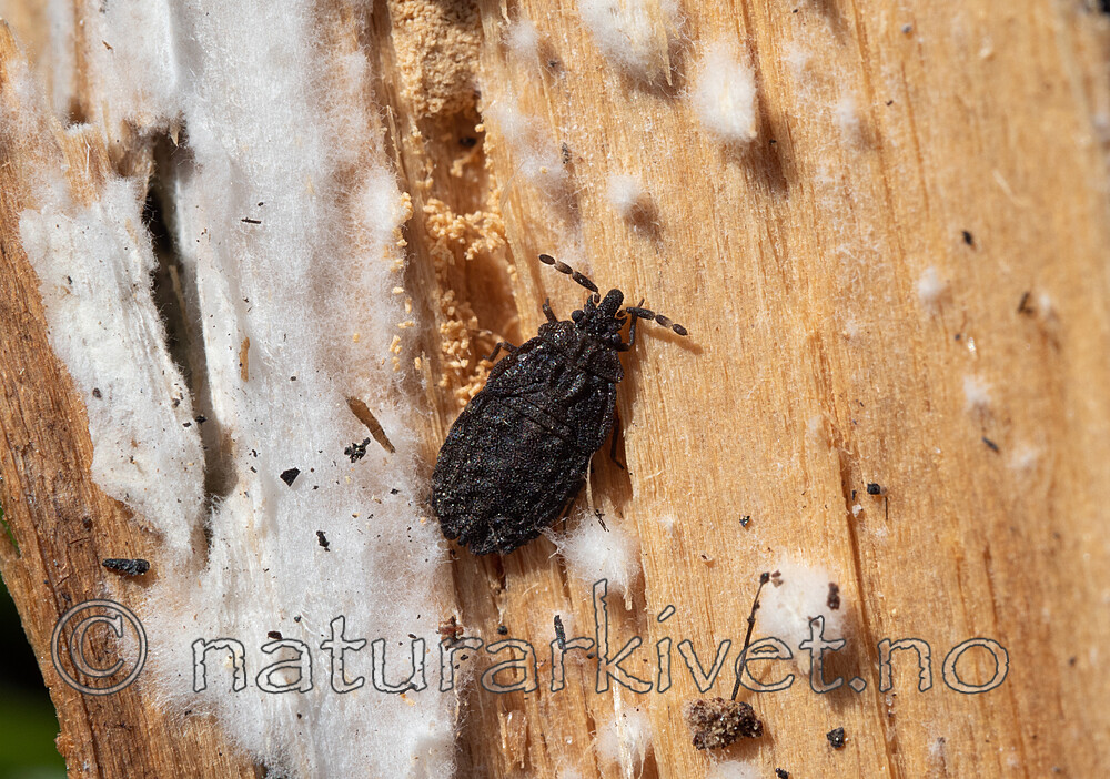 _5186736 / Aradus lugubris / Brannbarktege