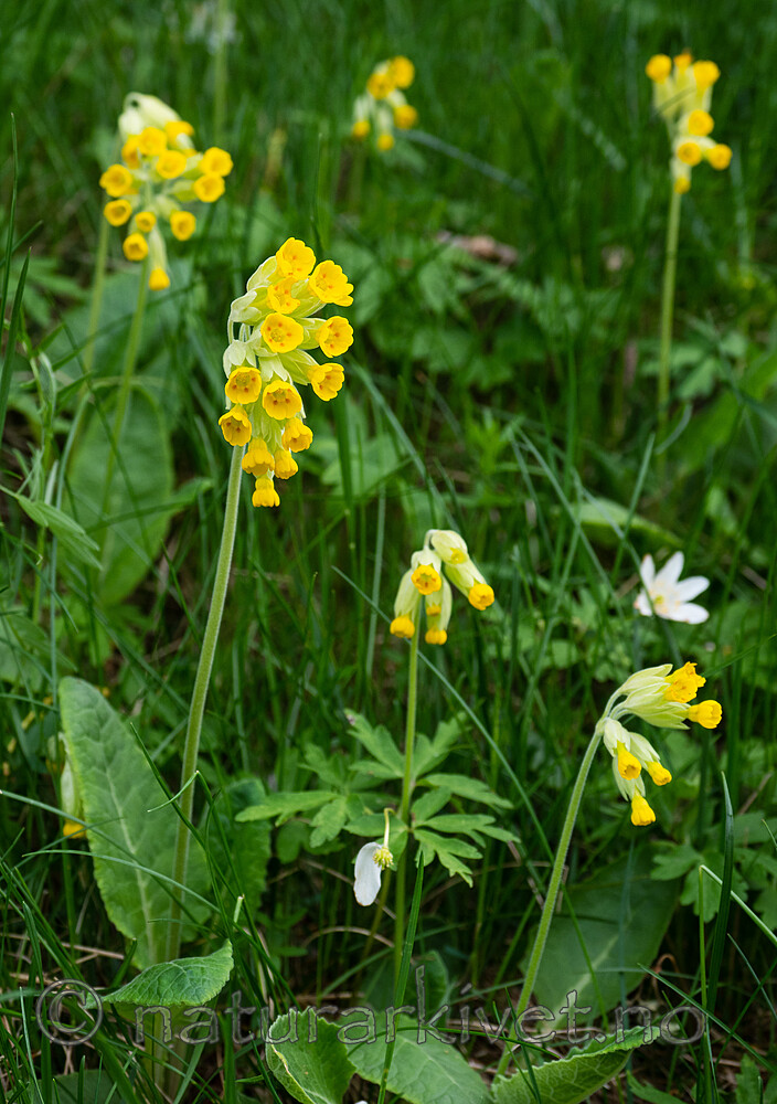 _5196921 / Primula veris / Marianøkleblom