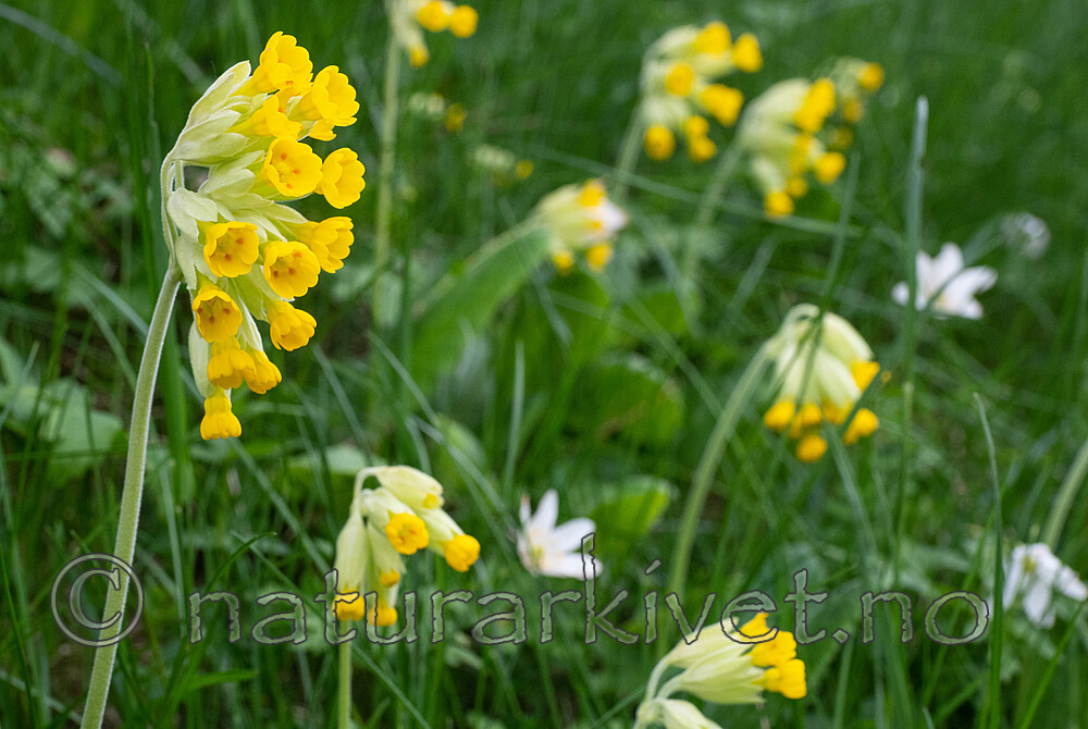 _5196926 / Primula veris / Marianøkleblom