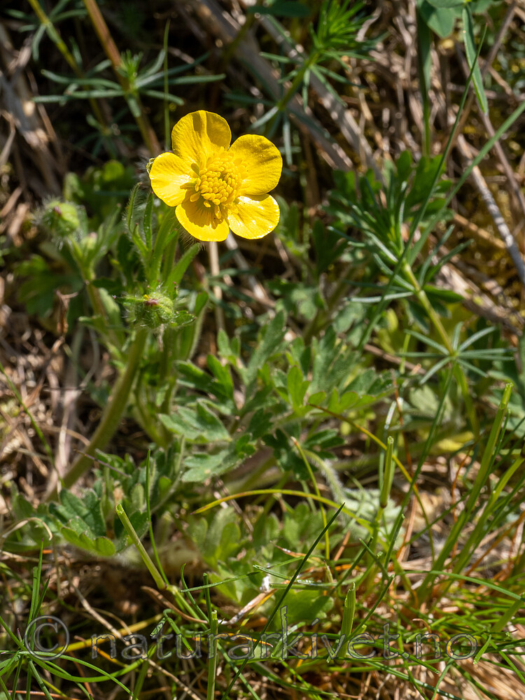 _5250393 / Ranunculus bulbosus / Knollsoleie
