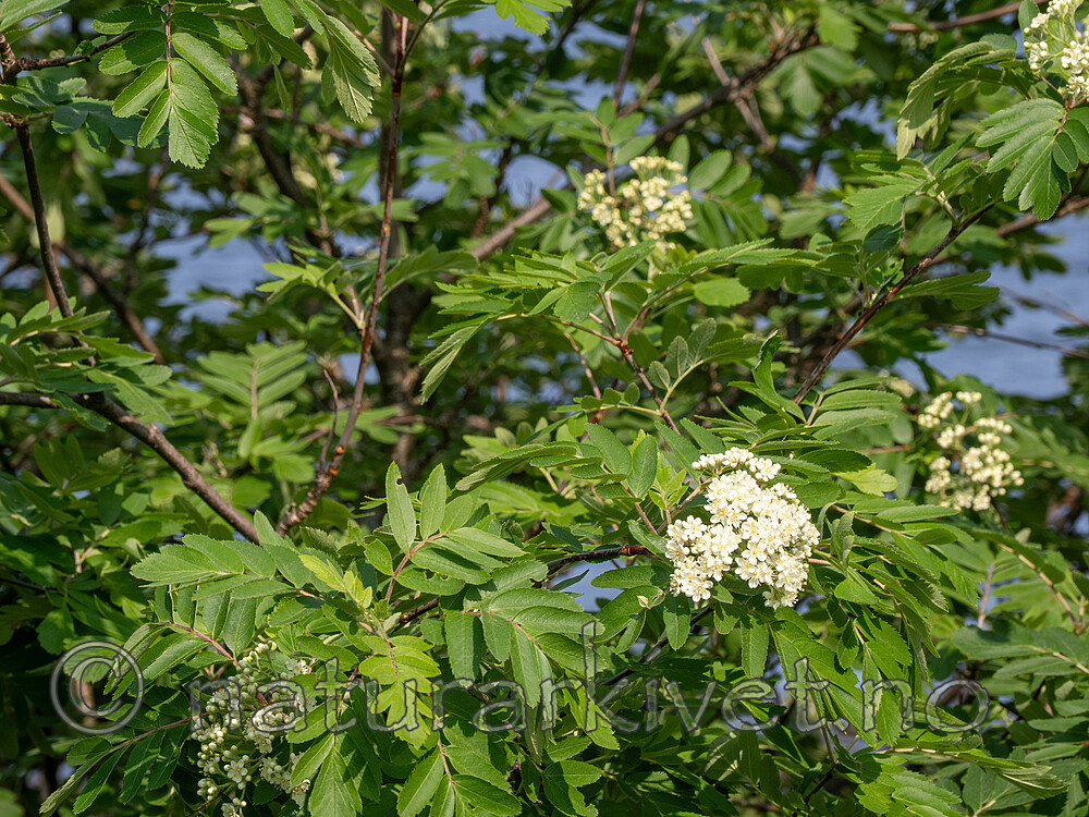 _5250408 / Sorbus meinichii / Fagerrogn