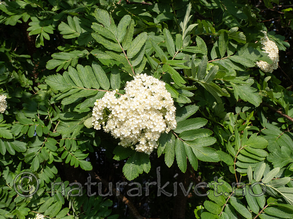 _5250447 / Sorbus meinichii / Fagerrogn