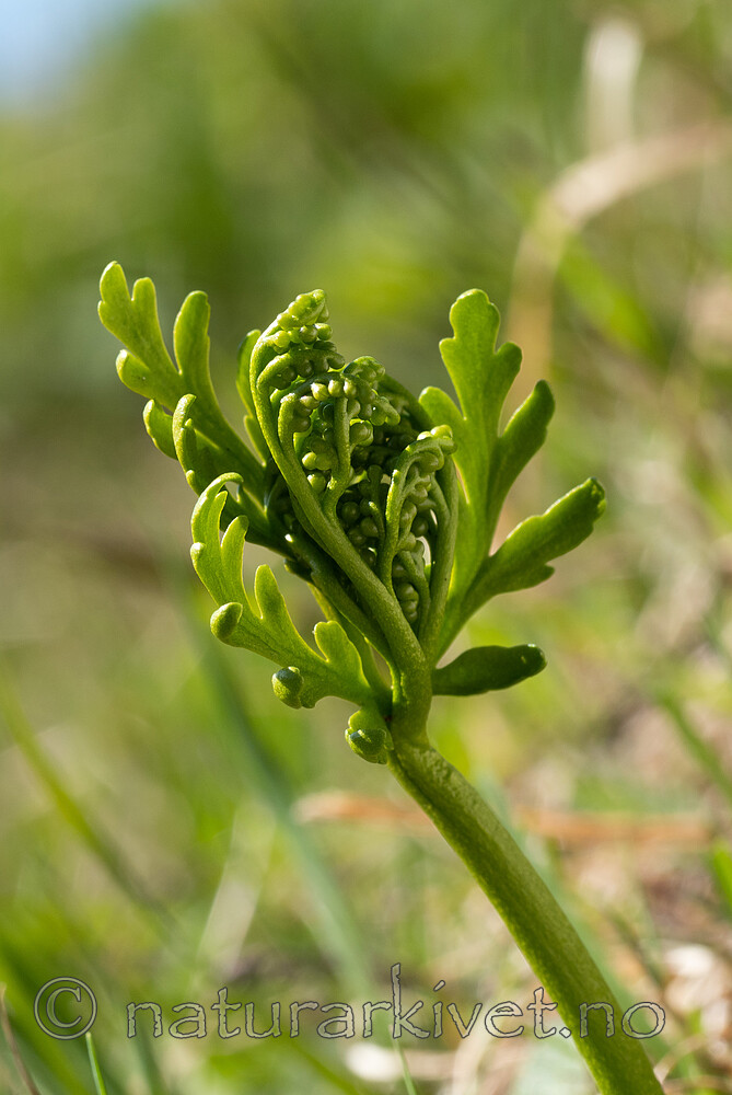 _5267132 / Botrychium lanceolatum / Handmarinøkkel