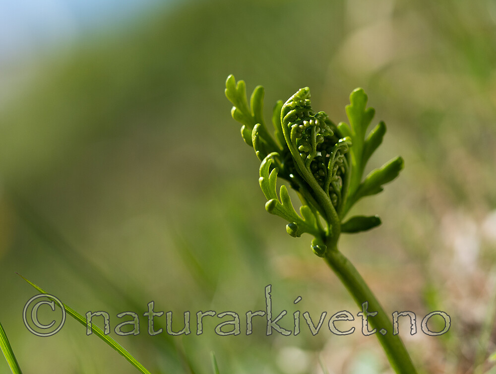 _5267136 / Botrychium lanceolatum / Handmarinøkkel