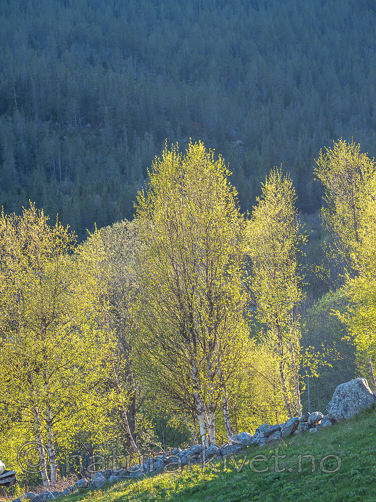 _5287141 / Betula pubescens pubescens / Dunbjørk