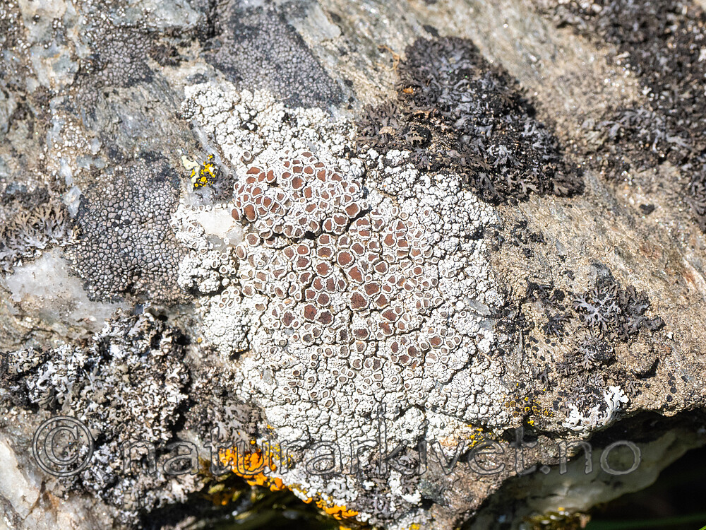 _6070033 / Lecanora margacea