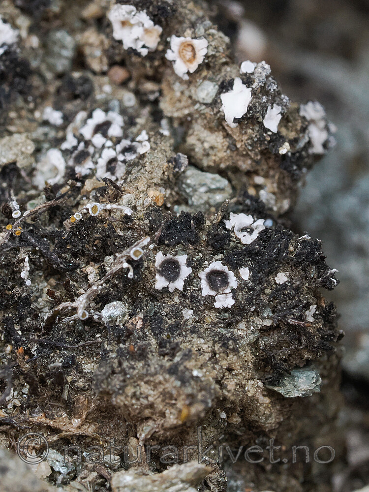 _6090703 / Gyalidea asteriscus